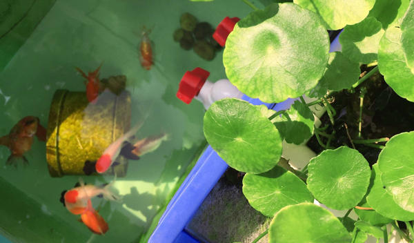 周轉箱做魚缸養魚？真是驚呆我和我的小伙伴