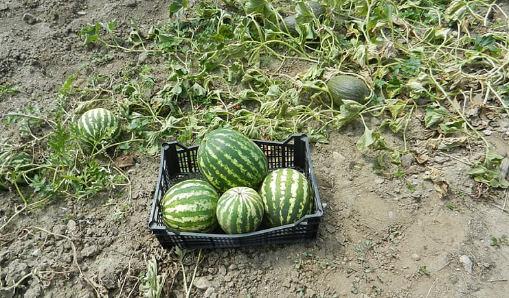 水果塑料周轉箱筐批發，快到筐里來！